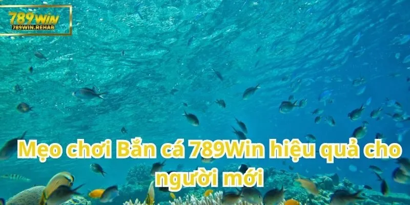 Chia sẻ kinh nghiệm chơi Bắn cá hiệu quả trên 789Win cho người mới