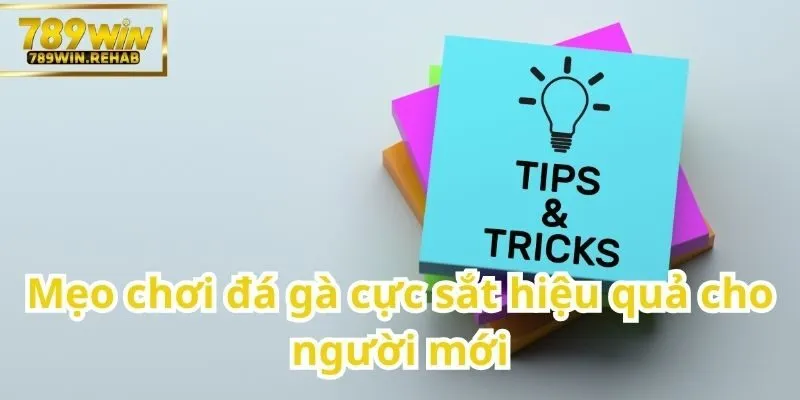 Đá gà cực sắt – Môn chơi đỉnh cao của giới yêu gà chọi 3 Chiến thuật đá gà cực sắt hiệu quả cho người chơi mới