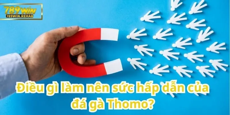 Đá gà Thomo – Cuộc chiến không khoan nhượng giữa những chiến kê hàng đầu 2 Điểm nổi bật nào khiến đá gà Thomo