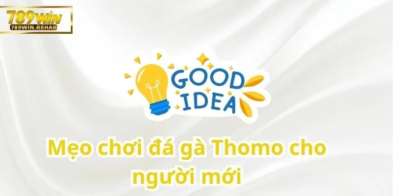 Đá gà Thomo – Cuộc chiến không khoan nhượng giữa những chiến kê hàng đầu 3 Tips hay khi tham gia đá gà Thomo cho người mới
